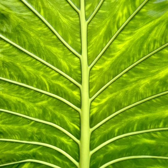 Meet your Posher, Brian - Picture 1 of 1